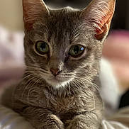 Evelyn joined the competition — help win amazing prizes! cat, kitten, gray_fur, close_up, pet, animal, whiskers, ears, paws, resting, cute, feline, portrait, indoor, soft_light, young_cat, curious, domestic_cat, sleepy, cozy