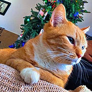 Neno Neno joined the competition — help win amazing prizes! cat, orange_cat, white_paw, knitted_blanket, christmas_tree, holiday_lights, indoor, pet, feline, relaxed, close_up, whiskers, fur, cozy, decorations, home, festive, holiday, resting, domestic_animal