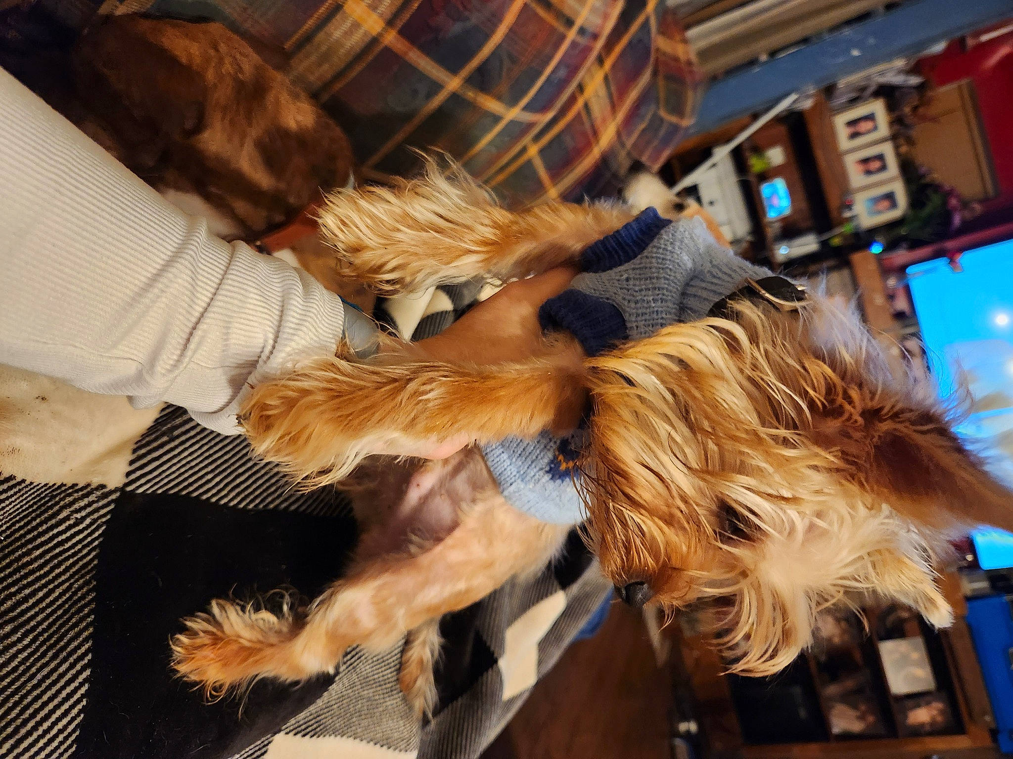 Skillet is registered to the contest to win money with this photo: animal_product, beard, canidae, carnivore, companion_dog, dog, dog_breed, fawn, feather, fur, human_leg, liver, metal, sporting_group, tail, terrier