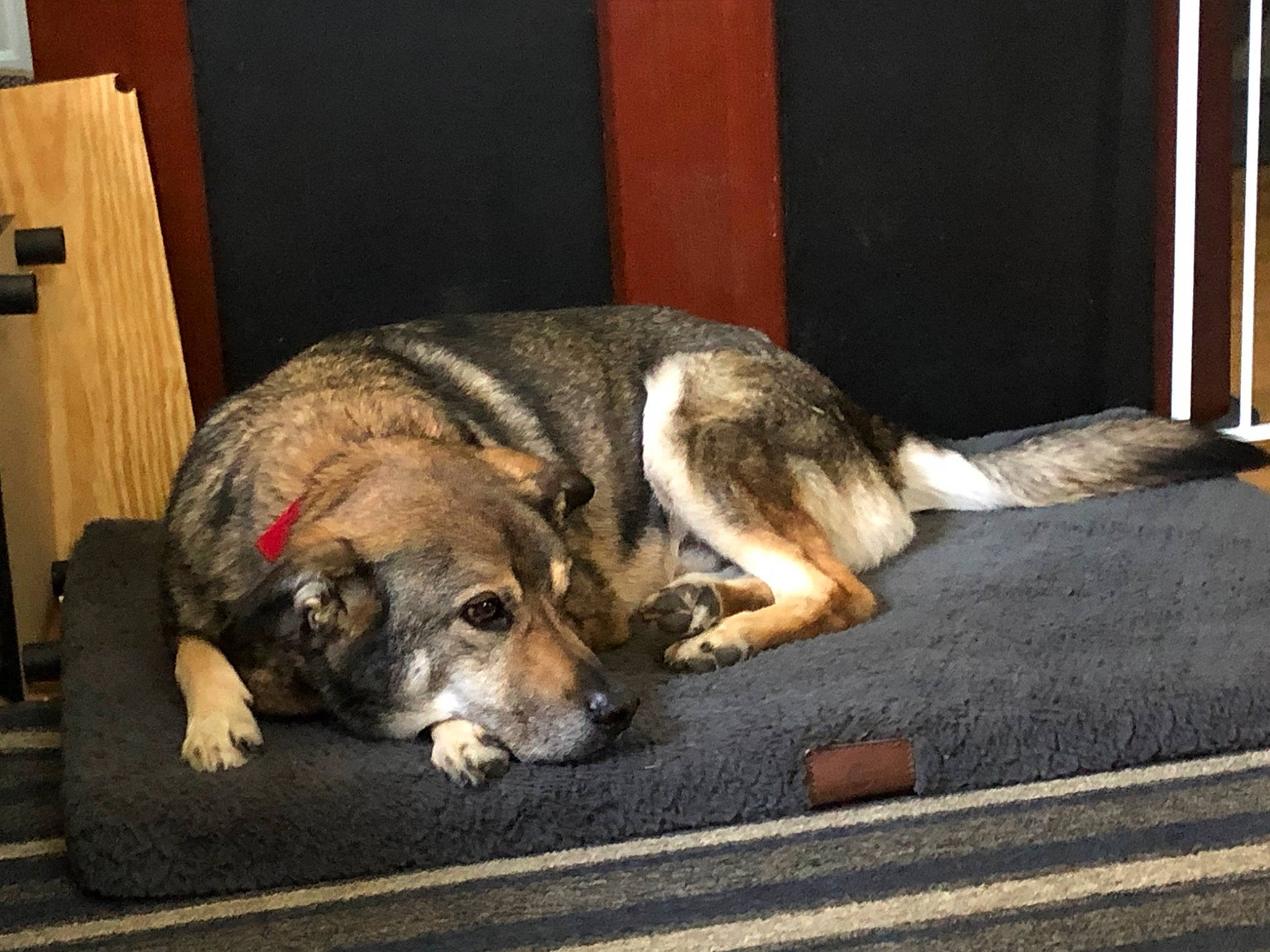 Bobo joined the competition — help win amazing prizes! canidae, carnivore, companion_dog, dog, dog_breed, floor, mammal, paw, snout, vertebrate