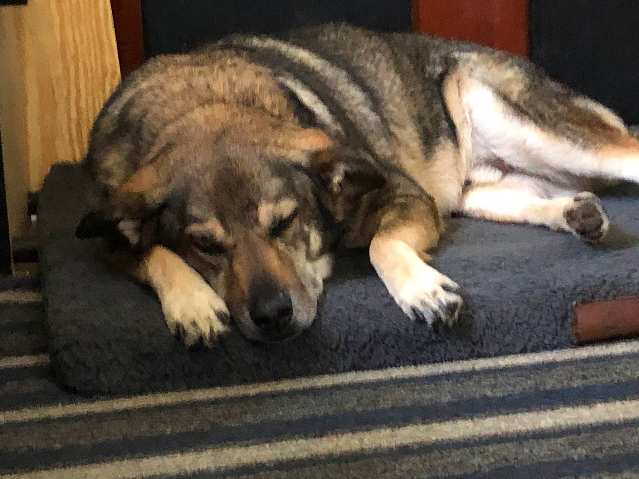 Bobo is registered to the contest to win money with this photo: canidae, carnivore, carpathian_shepherd_dog, czechoslovakian_wolfdog, dog, dog_breed, jamthund, mammal, native_american_indian_dog, norwegian_elkhound, snout, street_dog, vertebrate, wolfdog