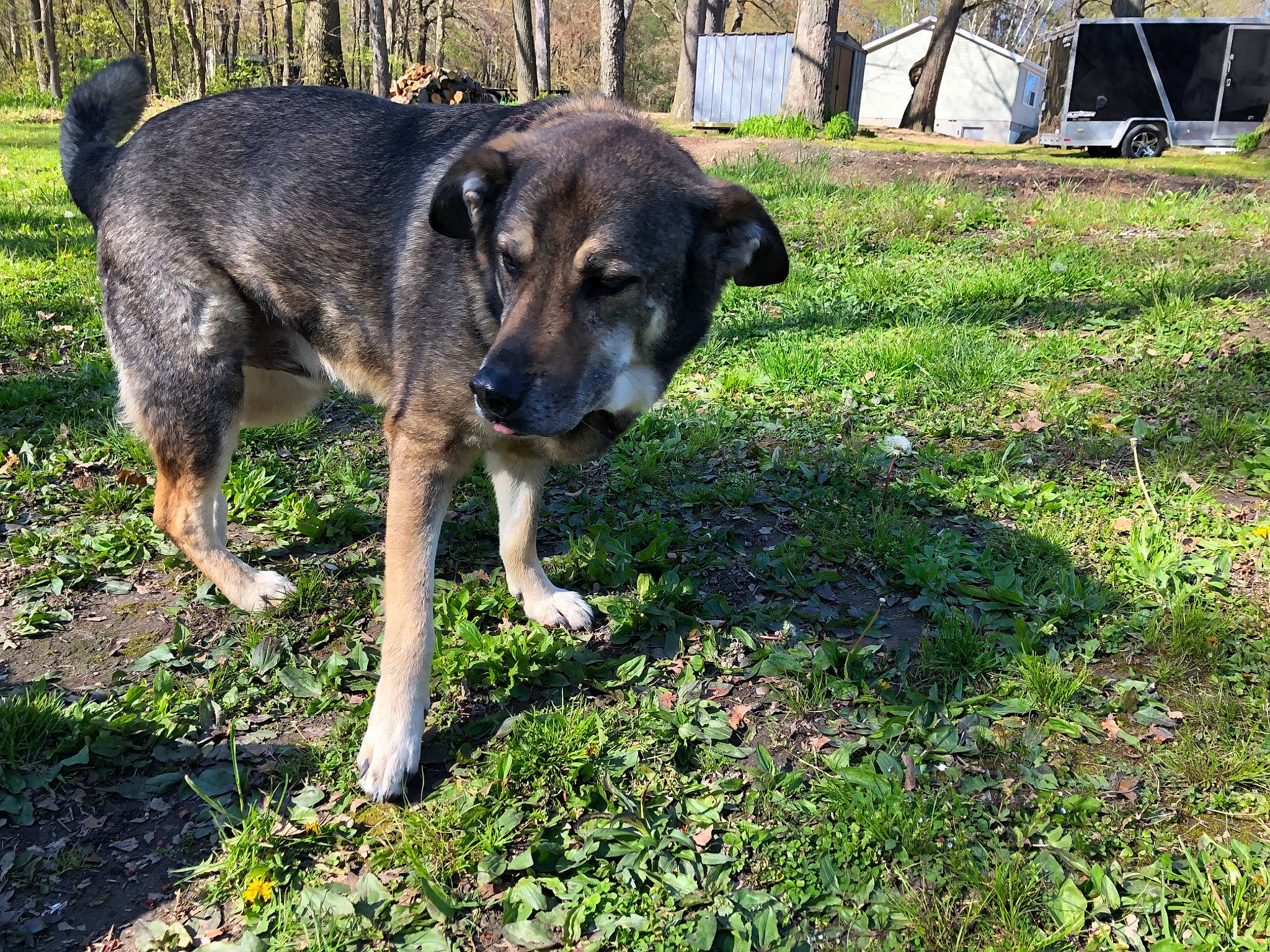 Bobo is registered to the contest to win money with this photo: canidae, carnivore, dog, dog_breed, mammal, plant, rare_breed_dog, snout, sporting_group, vertebrate