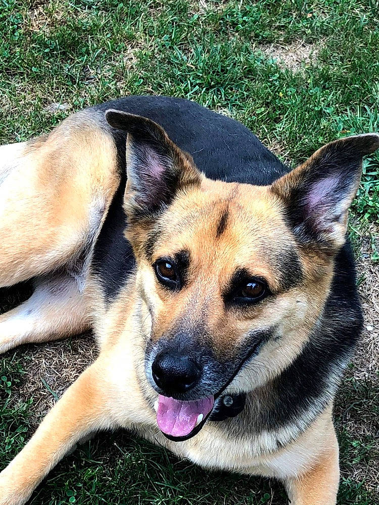 Buck is registered to the contest to win money with this photo: canidae, carnivore, companion_dog, dog, dog_breed, eye, fawn, fur, grass, head, herding_dog, jaw, plant, snout, sporting_group, terrestrial_animal, whiskers, wildlife, working_animal, working_dog