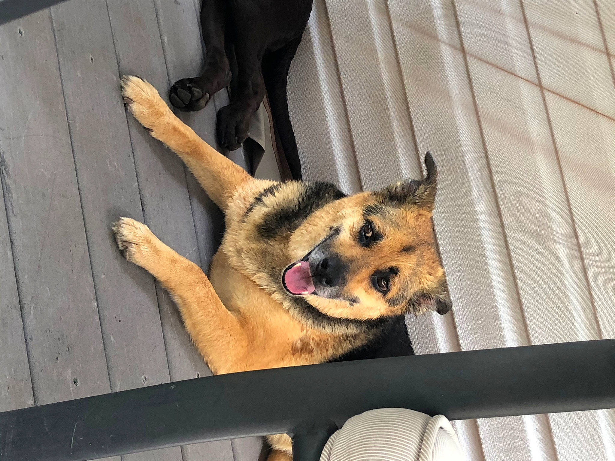 Buck is registered to the contest to win money with this photo: canidae, carnivore, dog, dog_breed, fawn, german_shepherd_dog, mammal, sporting_group, street_dog, vertebrate