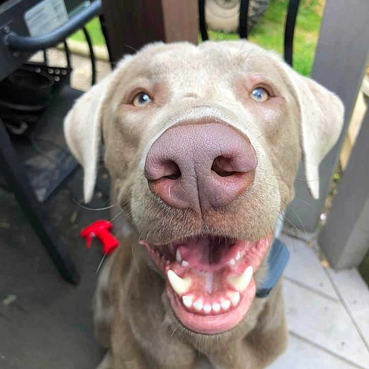 Rugar is registered to the contest to win money with this photo: animal, architecture, bodypart, building, canine, dog, grass, hound, labradorretriever, machine, mouth, outdoors, person, pet, plant, puppy, shelter, snout, teeth, wheel
