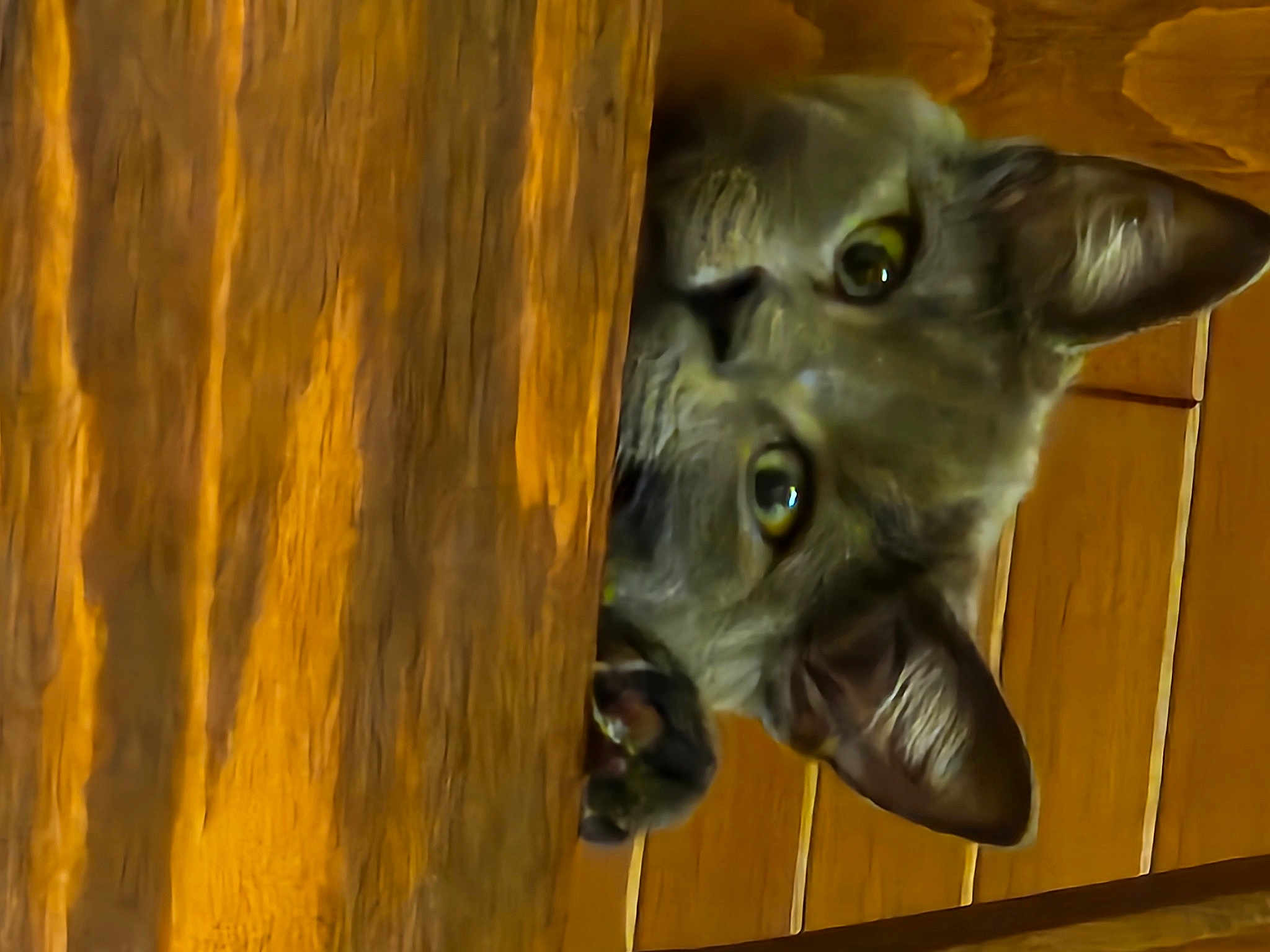Gizmo