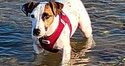 Mia participe au concours pour gagner de l'argent avec cette photo : animal, brown_spot, canine, curious, daylight, dog, nature, outdoor, pet, playful, red_harness, reflection, shallow_water, small_dog, standing, stone, summer, water, wet_paws, white_dog