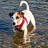 dog, water, shallow_water, red_harness, outdoor, pet, animal, curious, small_dog, white_dog, brown_spot, standing, stone, reflection, nature, daylight, playful, wet_paws, canine, summer