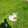Mia a rejoint le concours — aidez-le/la à gagner de superbes lots ! dog, grass, outdoor, sunlight, shadow, playful, pet, yard, greenery, sunny, relaxing, animal, canine, nature, summer, happy, domestic_animal, backyard, daytime, rolling