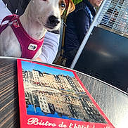 Mia a rejoint le concours — aidez-le/la à gagner de superbes lots ! dog, pink_harness, person, glasses, outdoor, cafe, table, menu, seating, greenery, reflection, wooden_table, casual_clothing, daylight, portrait, muzzle, ears, leash, pensive, urban