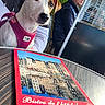 dog, pink_harness, person, glasses, outdoor, cafe, table, menu, seating, greenery, reflection, wooden_table, casual_clothing, daylight, portrait, muzzle, ears, leash, pensive, urban