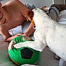 Mia a rejoint le concours — aidez-le/la à gagner de superbes lots ! boy, dog, toy, soccer_ball, bed, indoor, playing, shirtless, pet, white_dog, brown_ears, gray_pants, glasses, cozy, relaxed, hand, paw, blanket, casual, fun