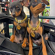 Mutt An Jeff is registered to the contest to win money with this photo: animal, black_and_tan, collar, cute, dog, ears, eyes, fur, gold_chain, indoors, legs, miniature_pinscher, nose, paw, paw_pendant, pet_stroller, pets, puppy, shopping_cart, small_dog