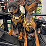 animal, black_and_tan, collar, cute, dog, ears, eyes, fur, gold_chain, indoors, legs, miniature_pinscher, nose, paw, paw_pendant, pet_stroller, pets, puppy, shopping_cart, small_dog