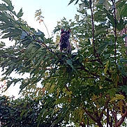 Naya participe au concours pour gagner de l'argent avec cette photo : accipiter, animal, arbour, bird, blackbird, cat, cormorant, garden, jungle, leaf, nature, outdoors, pet, plant, summer, tree, treetrunk, vegetation, vulture, waterfowl
