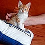 kitten, cat, orange_cat, white_cat, pillow, couch, arm, hand, indoor, pet, feline, curious, sitting, fur, whiskers, ears, domestic_animal, resting, cozy, home
