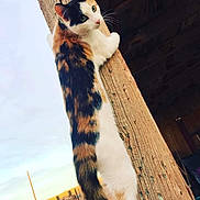 Even joined the competition — help win amazing prizes! alert, animal, calico, cat, climbing, curious, daylight, domestic, fence, fur, looking_back, mammal, nature, outdoor, pet, rustic, sunset, tail, whiskers, wooden_post