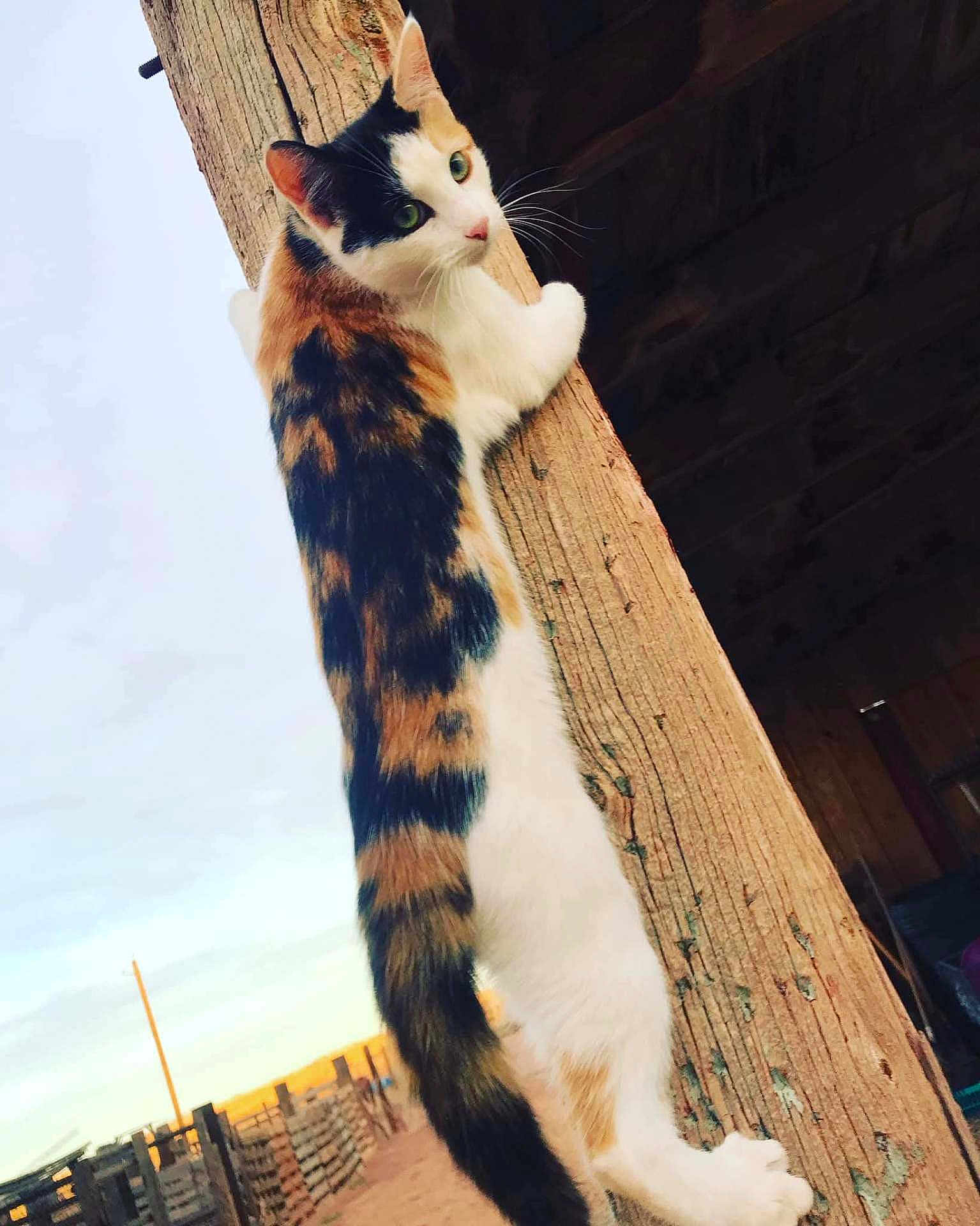 Even joined the competition — help win amazing prizes! alert, animal, calico, cat, climbing, curious, daylight, domestic, fence, fur, looking_back, mammal, nature, outdoor, pet, rustic, sunset, tail, whiskers, wooden_post