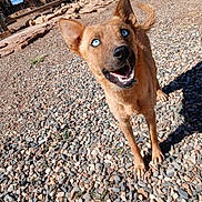 Dingo joined the competition — help win amazing prizes! dog, blue_eyes, rocky_ground, outdoor, sunlight, fence, canine, pet, happy, animal, ears, tail, snout, mouth_open, daylight, nature, looking_up, standing, alert, fur