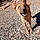 Dingo