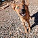 Dingo