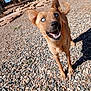 dog, blue_eyes, rocky_ground, outdoor, sunlight, fence, canine, pet, happy, animal, ears, tail, snout, mouth_open, daylight, nature, looking_up, standing, alert, fur