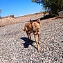 animal, blue_eyes, brown_dog, canine, daylight, desert, dog, fence, gravel, happy, landscape, nature, outdoor, pet, shadow, sky, sunny, tongue_out, tree, walking