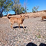 Dingo joined the competition — help win amazing prizes! alert, animal, blue_sky, brown_dog, canine, daylight, dog, ears_up, fence, nature, outdoor, pet, rocky_ground, rural, shadow, sunny, trees, two_dogs, walking, yard