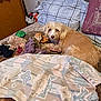 Lily is registered to the contest to win money with this photo: dog, bed, pillow, blanket, stuffed_toy, toys, indoor, cozy, looking_at_camera, beige_fur, plaid_pillow, decorative_pillow, patterned_sheet, wooden_door, shoes, bedding, fur, keys, bedroom, relaxed