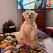 Lily joined the competition — help win amazing prizes! dog, pet, bed, blanket, plush_toy, chew_toy, television, dresser, bedroom, pillow, standing, upright, collar, toy, furniture, indoor, wooden_drawer, screen, living_space, cute