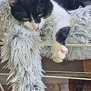 Stitch participe au concours pour gagner de l'argent avec cette photo : abyssinian, accessories, angora, animal, architecture, armchair, building, cat, chair, couch, featherboa, furniture, indoors, kitten, livingroom, manx, person, pet, room, wood
