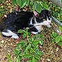 Stitch participe au concours pour gagner de l'argent avec cette photo : animal, cat, flower, grass, green, herbal, herbs, jungle, kitten, leaf, manx, nature, outdoors, pet, plant, pottedplant, soil, tree, vegetation, wood