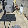blue_sky, chair, concrete, curious, daylight, dog, flower, garden, hose, outdoor, patio, pet, plant, puppy, shadow, small_dog, sprayer, sunny, wall, wicker