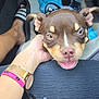 animal, black_clothing, canine, casual, closeup, comfort, dog, foot, footwear, hand, happy, human, indoor, lap, pet_bed, pink_tongue, puppy, resting, watch, wristband