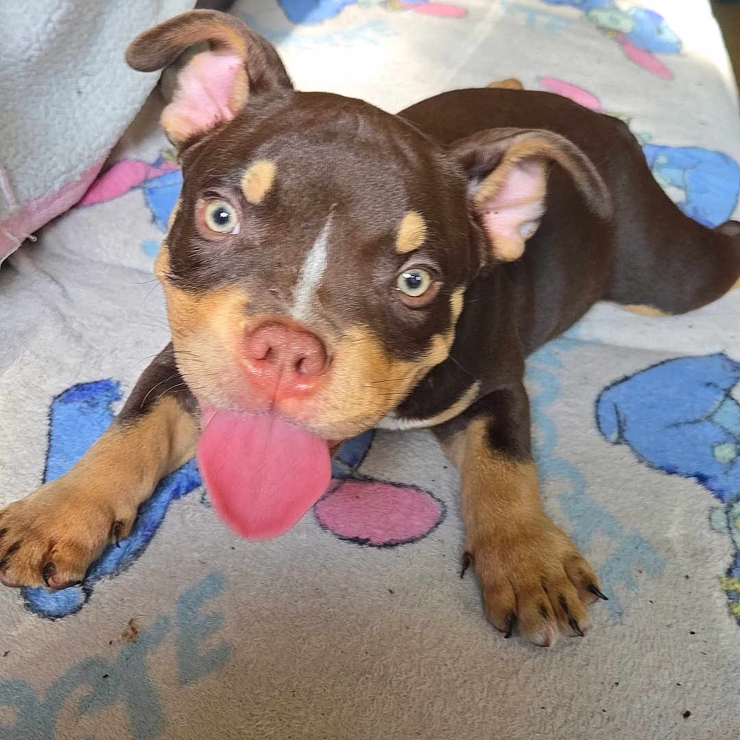Aïko participe au concours pour gagner de l'argent avec cette photo : animal, blanket, brown_coat, canine, close_up, couch, cute, dog, ears_up, floor, home, indoor, pet, playful, puppy, relaxed, soft_light, tan_markings, tongue_out, young_dog