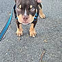 animal, brown, close_up, curious, cute, dog, ears, eyes, front_view, harness, leash, outdoor, pavement, pet, puppy, small, standing, tan, walking, young