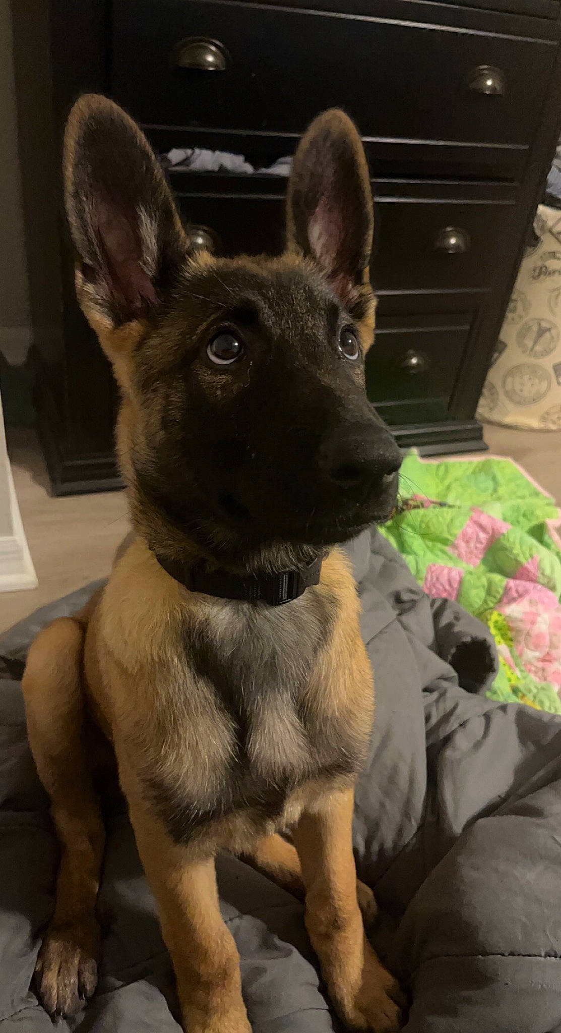 Dart is registered to the contest to win money with this photo: box, cabinetry, canidae, carnivore, comfort, companion_dog, dog, dog_breed, drawer, ear, fawn, fur, non_sporting_group, shipping_box, snout, terrestrial_animal, whiskers, working_animal