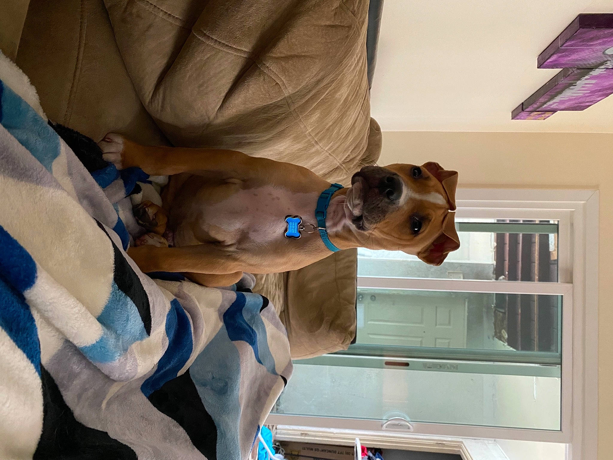 Arlo joined the competition — help win amazing prizes! canidae, carnivore, comfort, companion_dog, dog, dog_breed, electric_blue, eyewear, fawn, fun, jaw, non_sporting_group, personal_protective_equipment, pet_supply, room, snout, sporting_group, window, wood, working_animal