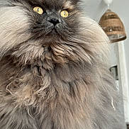 Rêva a rejoint le concours — aidez-le/la à gagner de superbes lots ! animal, cat, close_up, curious, cute, domestic_cat, ears, feline, fluffy, fur, household, indoor, long_hair, muzzle, pet, portrait, soft, standing, whiskers, yellow_eyes