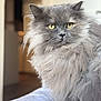 Rêva participe au concours pour gagner de l'argent avec cette photo : animal, cat, close_up, cute, domestic_animal, feline, fluffy, fur, gray_cat, home, indoor, long_hair, looking, pet, portrait, relaxed, sitting, soft, whiskers, yellow_eyes