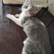 Chloe joined the competition — help win amazing prizes! kitten, cat, gray_fur, white_fur, pet, animal, indoor, blanket, pillow, curious, looking, cute, fur, whiskers, ears, resting, cozy, soft_texture, domestic, young