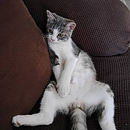 Chloe joined the competition — help win amazing prizes! animal, brown, cat, couch, cute, domestic, ears, fur, furniture, gray, home, indoor, paws, pet, relaxed, resting, sitting, tail, whiskers, white