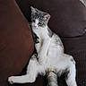 animal, brown, cat, couch, cute, domestic, ears, fur, furniture, gray, home, indoor, paws, pet, relaxed, resting, sitting, tail, whiskers, white