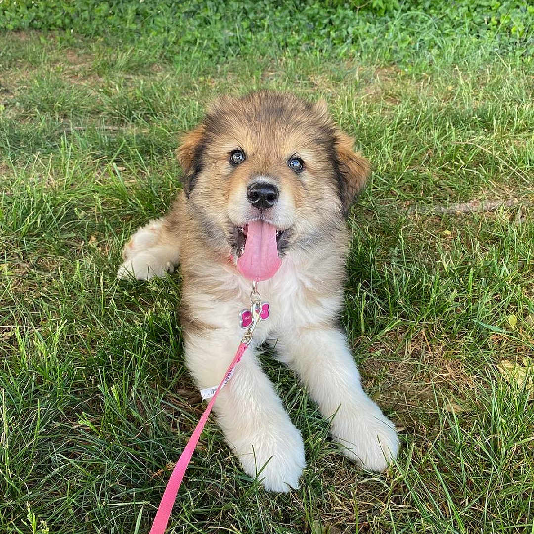 Layla is registered to the contest to win money with this photo: accessories, animal, canine, car, dog, grass, herbal, herbs, nature, outdoors, park, pet, plant, puppy, strap, summer, transportation, tree, vegetation, vehicle