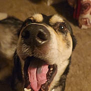 Willow joined the competition — help win amazing prizes! dog, canine, pet, mouth_open, tongue_out, indoor, carpet, happy, excited, close_up, brown, black, fur, animal, domestic_animal, looking_up, teeth, snout, blurred_background, playful