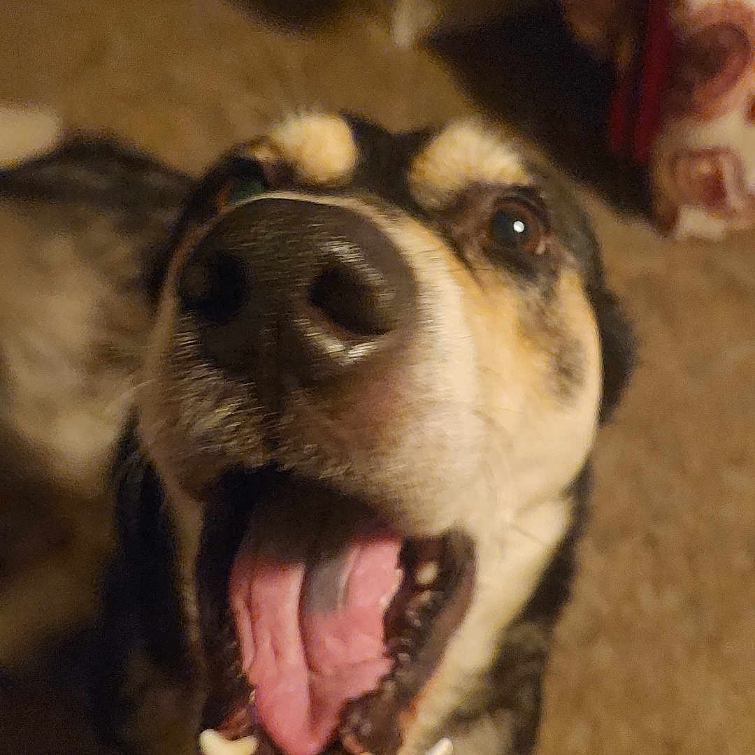 Willow joined the competition — help win amazing prizes! animal, black, blurred_background, brown, canine, carpet, close_up, dog, domestic_animal, excited, fur, happy, indoor, looking_up, mouth_open, pet, playful, snout, teeth, tongue_out