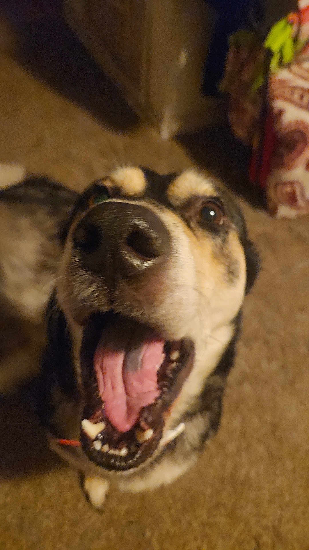 Willow joined the competition — help win amazing prizes! dog, canine, pet, mouth_open, tongue_out, indoor, carpet, happy, excited, close_up, brown, black, fur, animal, domestic_animal, looking_up, teeth, snout, blurred_background, playful