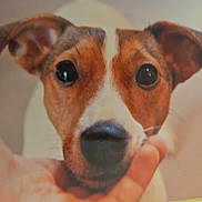 Chanel a rejoint le concours — aidez-le/la à gagner de superbes lots ! dog, puppy, brown_and_white, close_up, portrait, face, eyes, ears, nose, snout, pet, animal, indoors, warm_lighting, soft_focus, human_hands, cute, adorable, looking_at_camera, white_markings