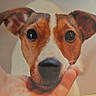 dog, puppy, brown_and_white, close_up, portrait, face, eyes, ears, nose, snout, pet, animal, indoors, warm_lighting, soft_focus, human_hands, cute, adorable, looking_at_camera, white_markings