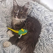 Smoky participe au concours pour gagner de l'argent avec cette photo : cat, fluffy, toy_mouse, gray_blanket, curious_eyes, pet, indoor, feline, whiskers, soft_texture, relaxing, cute, domestic_animal, claws, paws, fur, animal, sleeping_area, cozy, companion